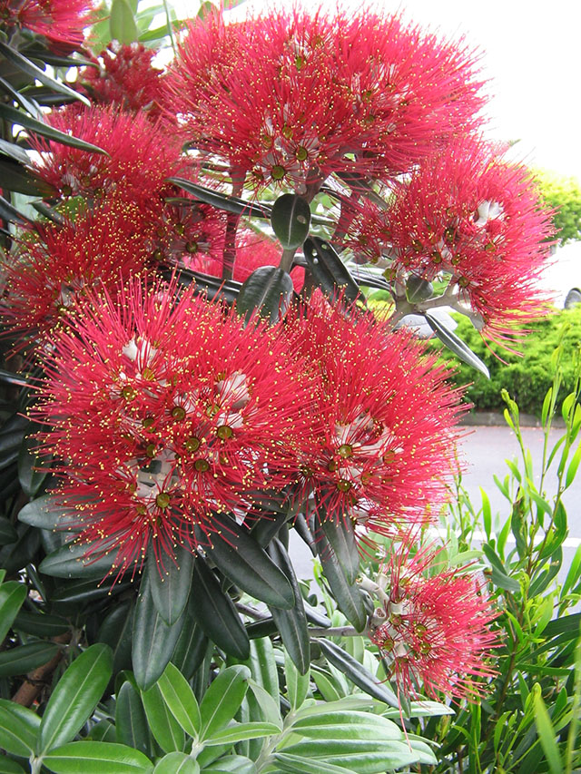 Pohutukawa flowers